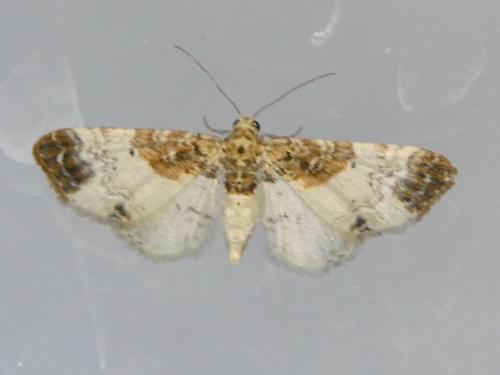 Eupithecia breviculata